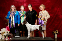German Shorthaired Pointer Sun Best in Show Puppy