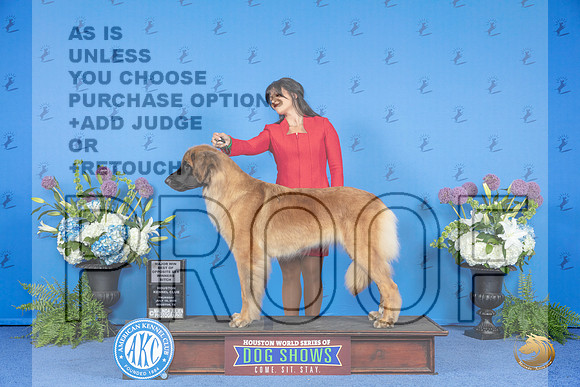 Leonberger #8 THUR WB BOS M Judge Nancy Liebes__JP_8191_Houston_2024_HR3