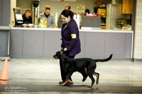 Beauceron Sat Ring