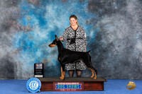 Doberman #46 Wed BISS Judge N Liebes