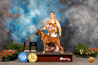 Boxer #6 Sat WB Judge Robert Shreve