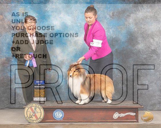 Shetland Sheepdog #9 Thurs WDBOW Judge Del RichardsMMJ_3062_Mdlnd2022_HR3