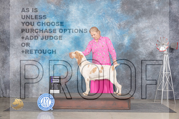 Bracco Italiano #10 Sat WB Judge Annn Roth__JP_6276_Amarillo_2024_HR3