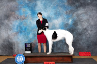 Borzoi #12 Sat WBM Judge Sidney Marx