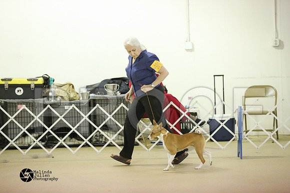 Basenji-0398-HtoJan2014-HR3