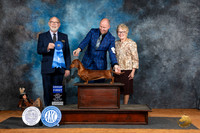 Dachshund Smooth #16 Fri G1 Judge Tim Robbins