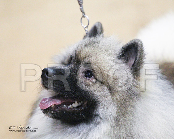 GrpNSFriPup-2376-LR