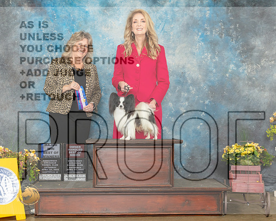 Papillon #11 Sat BOW Judge Deidre Petrie-MMJ_0620-NWARK2022-HR3