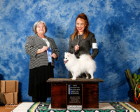 American Eskimo #22 Sat BOW Man New Ch +A1