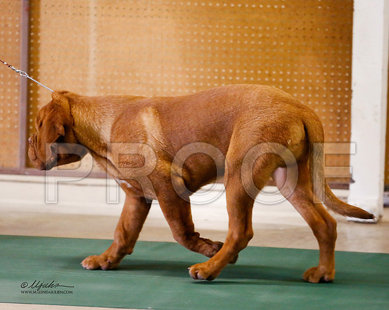 Dogue-8455-NormNov13-HR