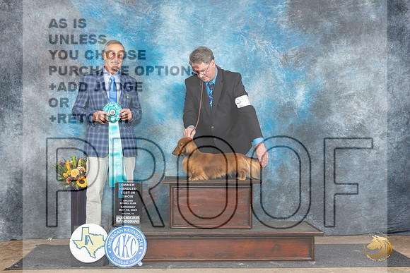 Dachshund Longhaired #7 Sat OHBIS Judge Rick Gschwender__JP_0090_Abilene_2024_HR3