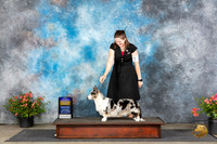 Cardigan Welsh Corgi #12 Sat BOBBGCH Judge Polly (Mrs Robert) D Smith