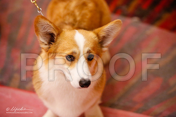 _JJ_0545-HstnCorgiFeb2015-HR3