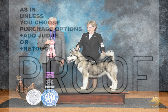 Alaskan Malamute #6 Sat PG1 Judge Robert Stein__JP_7768_MARSHALL_2024_HR3