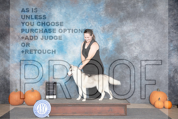 Siberian Husky #6 Sat OHG3 Judge Ann Roth__JP_8799_Humble_2024_HR3