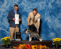 Miniature Schnauzers #19 Sun G4 Brown Bryan Mary Jo Larsen Judge Dr Thomas Lee Hossfeld