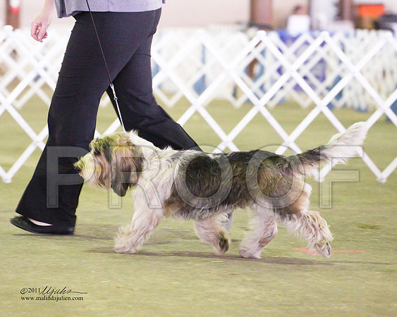 PBGV-4325