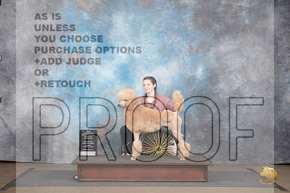 Poodle Standard MC #365 Sun BOW NCh Judge Jennifer Landers__JP_2967_LongviewTX_2024_HR3