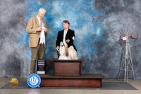 Shih Tzu #5 Thurs G4 Judge Jon Cole