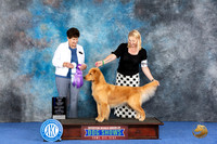 Golden Retriever #36 WED WB BOW M Judge Ann Yuhasz