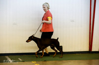 Doeberman Pinscher Sun