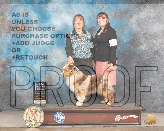 Miniature American Shepherd #21 Fri BOW Judge Denny MounceMMJ_2884_Mdlnd2022_HR3