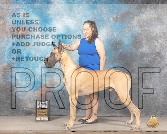 Great Dane #11 Sat SD Judge Gena YoungMMJ_4004_Mdlnd2022_HR3