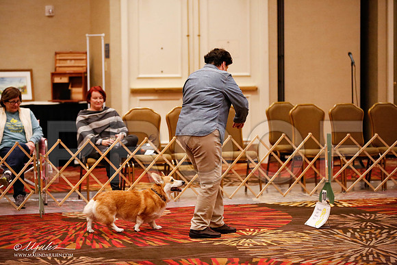 _JJ_7311-HstnCorgiFeb2015-HR3