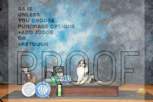 Shetland Sheepdog #35 HITHCNTV Judge Maureen Buford nojudge__JP_8550_MARSHALL_2024_HR3