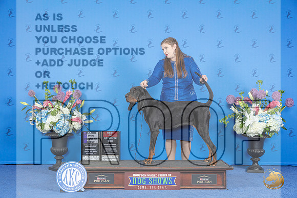 Black and Tan Coonhound #12 WED WB BOS M Judge Barbara Scherer r__JP_0228_Houston_2024_HR3