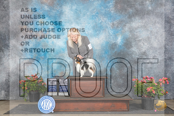 Papillion #21 Sat SDGCH Judge Azalea Alvarez__JP_5001_San Antonio_2024_HR3