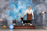 Basset Hound #5 Sun G2 Judge Jon Cole