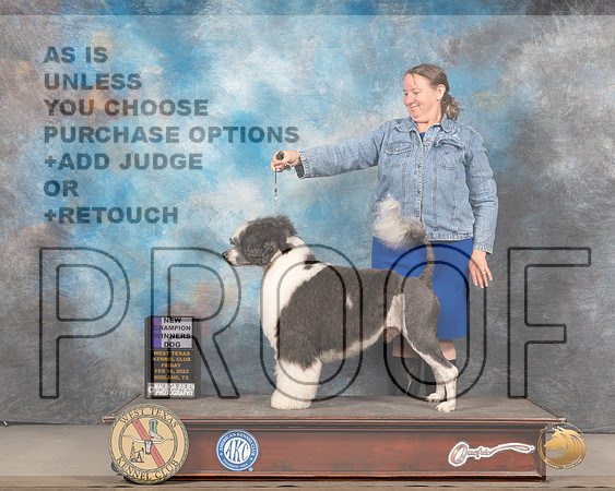 Portuguese Water Dog #5 Fri WD Judge Gary Andersen rMMJ_5278_Mdlnd2022_HR3