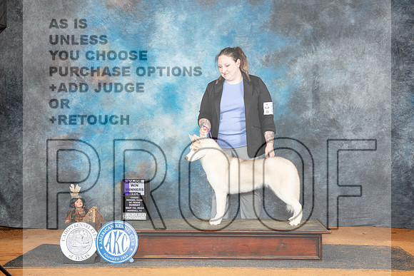 Siberian Husky #20 Sun WBM Judge Karen Hynek__JP_8670_MARSHALL_2024_HR3