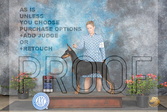 Doberman Pinscher #22 Sun BOS Judge Karen McFarlane__JP_6019_San Antonio_2024_HR3