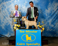 Cairn Terrier #17 WD