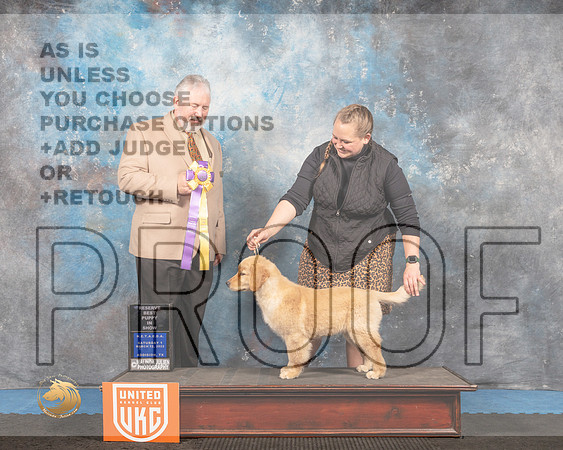 Golden Retriever #? Sat1 PRBIS Judge David Arthur_MMJ_6309_Addison2022_HR3