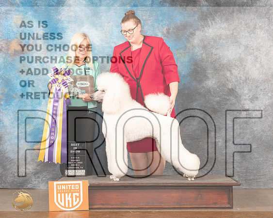 Poodle Std #181 Sun2 BIS Judge Kathryn ShortMMJ_6264_Lngvw2022HR3
