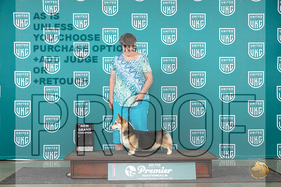 Pembroke Welsh Corgi #1431 see note__JP_2188_Premier_2024_HR3