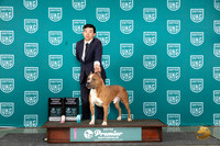 American Pit Bull Terrier #1075 Fri RGCH Sun RGCH