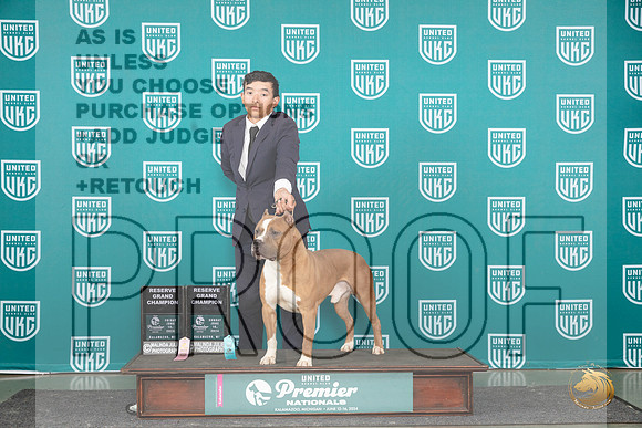 American Pit Bull Terrier #1075 Fri RGCH Sun RGCH__JP_2868_Premier_2024_HR3