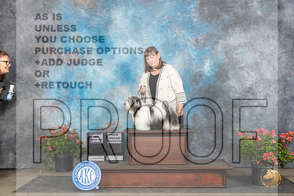 Havanese #5 BOBMGCH No Judge Laura Gibson__JP_5546_San Antonio_2024_HR3