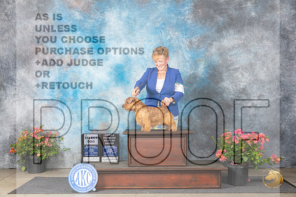 Norfolk Terrier #5 Fri SDOHBOB Judge Elizabeth ‘Beth’ Sweigart__JP_4018_San Antonio_2024_HR3