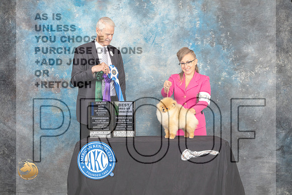 Pomeranian #40 Fri WBBOWBBE Judge Jon Cole_MJ_9654_HstnTOY_2022_HR3