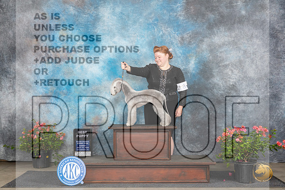 Bedlington Terrier #8 Sunn BPupBIS Judge Christie Martinez__JP_5782_San Antonio_2024_HR3