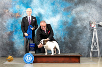 Bulldog #10 Sun G1 Judge Fred Bassett
