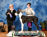 Great Dane #19 Sun WD Maj +OL