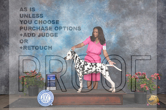 Dalmation #7 Sat WDBOW Judge Karen McFarlane __JP_5138_San Antonio_2024_HR3