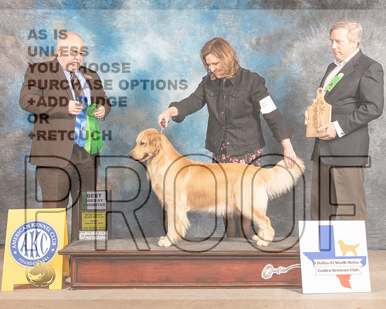 Golden Retriever #78 Fri BBX Judge Gordon Hayburn-MMJ_7519-FW2022-HR3