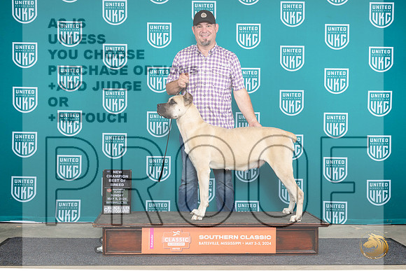 Cane Corso #201 Sun BOBCH Judge Nancy Eilks__JP_6652_BatesvilleMS_2024_HR3